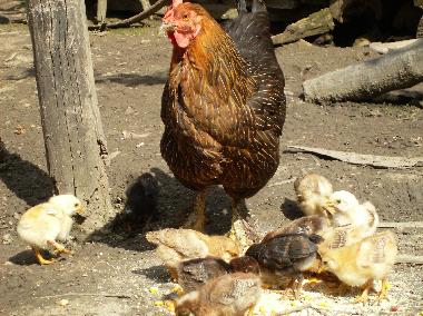 Casa de vacaciones en Roandola (Sibiu)Casa de vacaciones