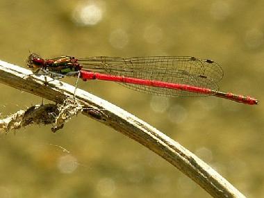 Cama y desayuno en Montcaret (Dordogne)Casa de vacaciones