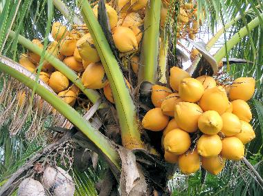 Casa de vacaciones en ANSE JONCHEE (Grand Port)Casa de vacaciones