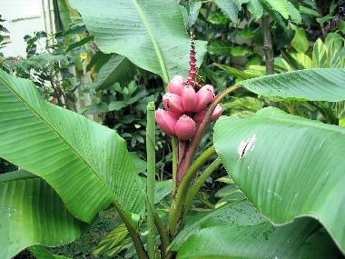 Casa de vacaciones en ANSE JONCHEE (Grand Port)Casa de vacaciones