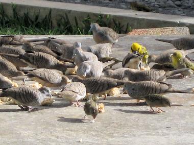 Casa de vacaciones en ANSE JONCHEE (Grand Port)Casa de vacaciones