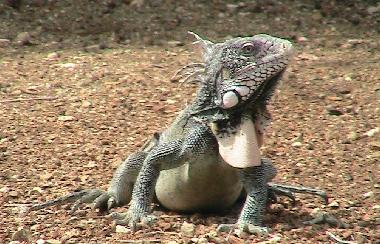 Apartamento de vacaciones en Curacao (Curacao)Casa de vacaciones