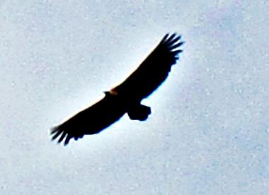 Podras ver buitres y aguilas