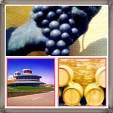 Conoce la ruta del vino