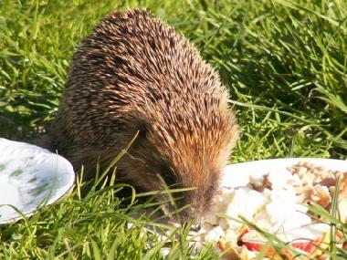 Villa en Stryszow near Krakow (Malopolskie)Casa de vacaciones