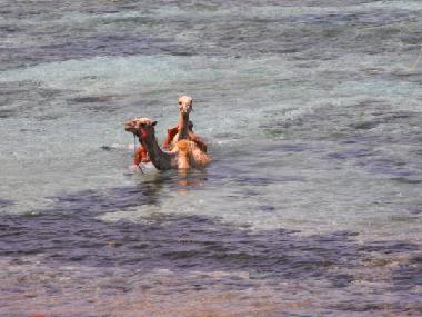 Apartamento de vacaciones en dahab (Janub Sina