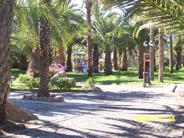 paseo por el palmeral