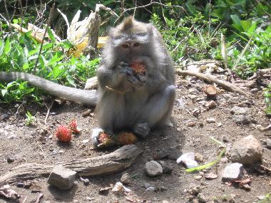 Casa de vacaciones en Dencarik (Bali)Casa de vacaciones