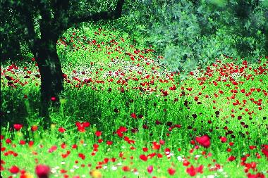 Casa de vacaciones en Assos-Tahtakuslar (Canakkale)Casa de vacaciones