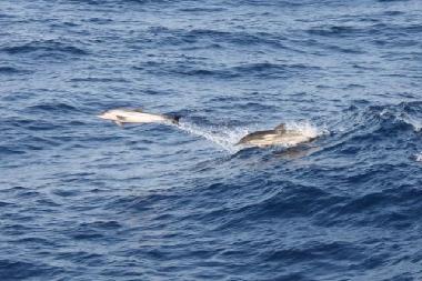 Apartamento de vacaciones en Psakoudia (Chalkidiki)Casa de vacaciones