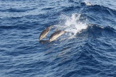 Apartamento de vacaciones en Psakoudia (Chalkidiki)Casa de vacaciones