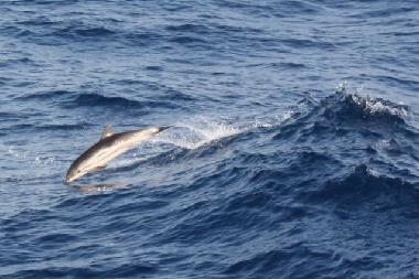 Casa de vacaciones en Psakoudia (Chalkidiki)Casa de vacaciones