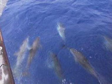 Apartamento de vacaciones en Mali Losinj  (Primorsko-Goranska)Casa de vacaciones