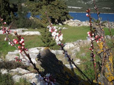 Apartamento de vacaciones en Mali Ston (Dubrovacko-Neretvanska)Casa de vacaciones