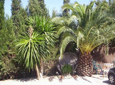 Jard�n con palmeras