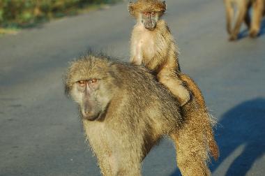 Apartamento de vacaciones en Kirstenhof (Western Cape)Casa de vacaciones