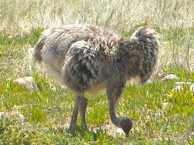 Apartamento de vacaciones en Kirstenhof (Western Cape)Casa de vacaciones