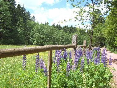Apartamento de vacaciones en Vesser (Th�ringer Wald)Casa de vacaciones