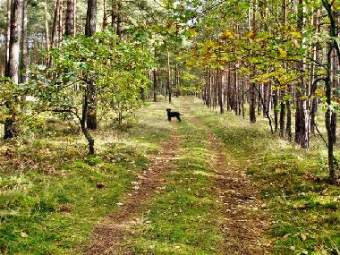 Apartamento de vacaciones en Ueckermnde (Mecklenburgische Ostseekste)Casa de vacaciones