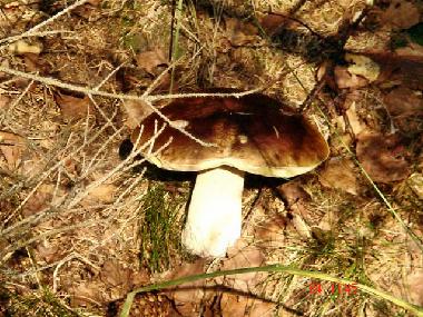 Apartamento de vacaciones en Ueckermnde (Mecklenburgische Ostseekste)Casa de vacaciones