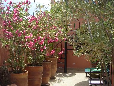 Hotel en Marrakech (Marrakech)Casa de vacaciones