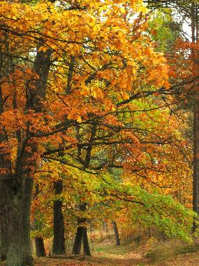 Casa de vacaciones en Lipusz (Pomorskie)Casa de vacaciones