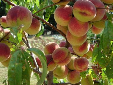 Casa de vacaciones en Anghiari (Arezzo)Casa de vacaciones