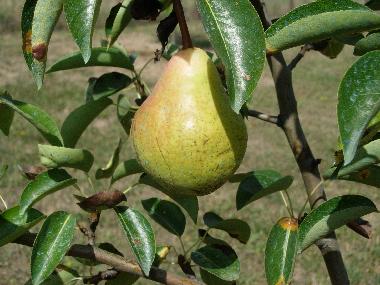 Casa de vacaciones en Anghiari (Arezzo)Casa de vacaciones