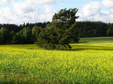 Casa de vacaciones en Kurzeme, Edole (Lettland)Casa de vacaciones