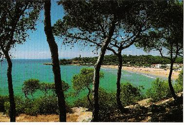 vista de la playa desde bosque