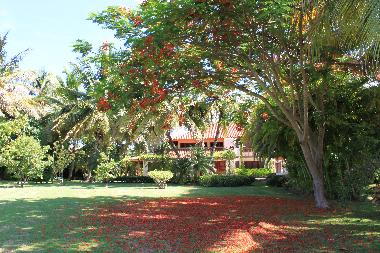 Arbol Flamboyan en floracion con la villa al fondo