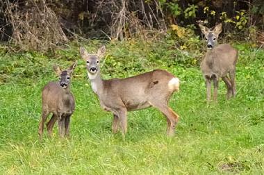Casa de vacaciones en Uherce Mineralne (Podkarpackie)Casa de vacaciones