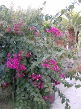 Apartamento de vacaciones en joppolo (Vibo Valentia)Casa de vacaciones