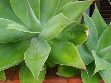 Apartamento de vacaciones en Quarteira (Algarve)Casa de vacaciones