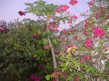 Casa de vacaciones en diani beach (Coast)Casa de vacaciones