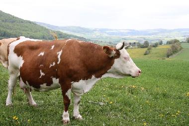 Apartamento de vacaciones en Tann(Rhn) (Rhn)Casa de vacaciones