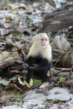 Casa de vacaciones en La Inmaculada (Puntarenas)Casa de vacaciones