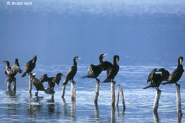 Cama y desayuno en Caprarola (Viterbo)Casa de vacaciones