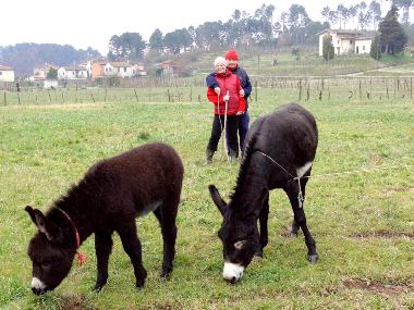 Cama y desayuno en Lucca (Lucca)Casa de vacaciones
