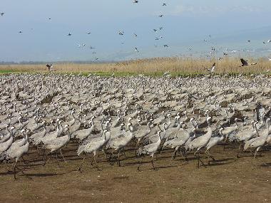 Casa de vacaciones en Yesod Hama`ala - upper Galilee (HaZafon (Northern))Casa de vacaciones