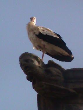 Apartamento de vacaciones en Cceres (Cceres)Casa de vacaciones