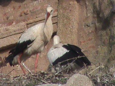 Apartamento de vacaciones en Cceres (Cceres)Casa de vacaciones