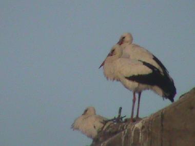 Apartamento de vacaciones en Cceres (Cceres)Casa de vacaciones