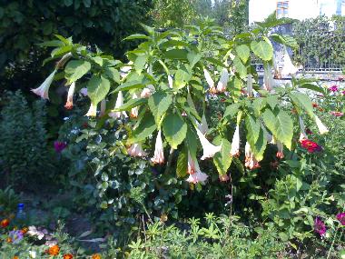 Casa de vacaciones en Horezu (Valcea)Casa de vacaciones