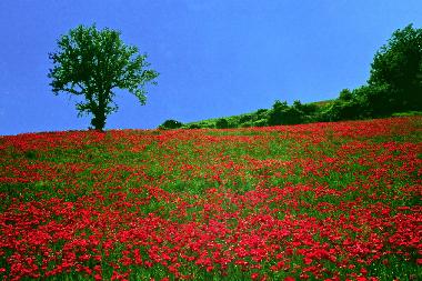 Cama y desayuno en Sassocorvaro (Pesaro e Urbino)Casa de vacaciones