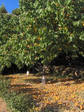 Casa de vacaciones en scholi (Kyklades)Casa de vacaciones