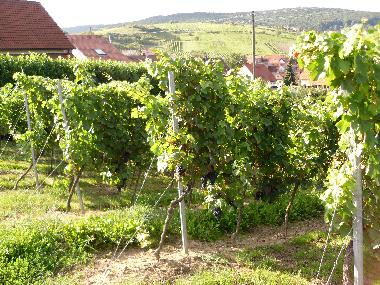 Apartamento de vacaciones en Gleiszellen-Gleishorbach (Pfalz)Casa de vacaciones