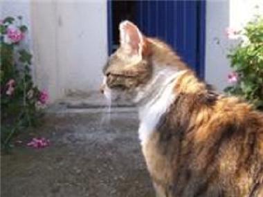 Apartamento de vacaciones en galatas (Korinthia)Casa de vacaciones