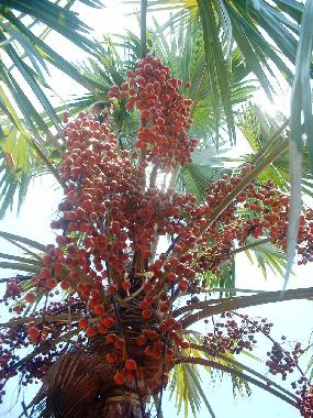 Apartamento de vacaciones en Induruwa (Kalutara)Casa de vacaciones