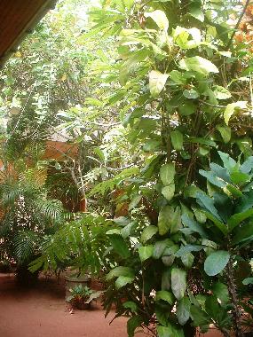 Apartamento de vacaciones en Induruwa (Kalutara)Casa de vacaciones